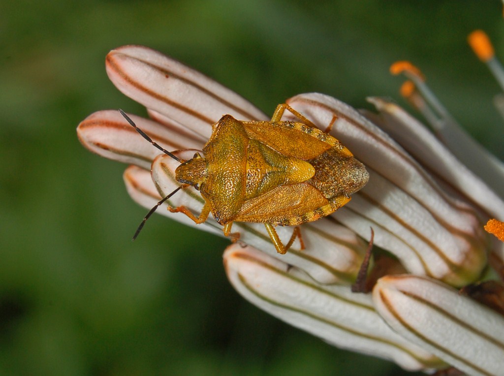 Pentatomidae: Carpocoris purpureipennis su Asfodelo